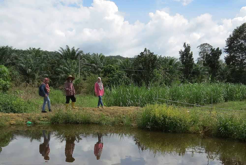 Che Hussain (tengah) meninjau sekitar kolam ikan yang menjadi lokasi gajah liar mandi di kebunnya di Kampung Sungai Bayu Dalam di sini. - Foto: Bernama