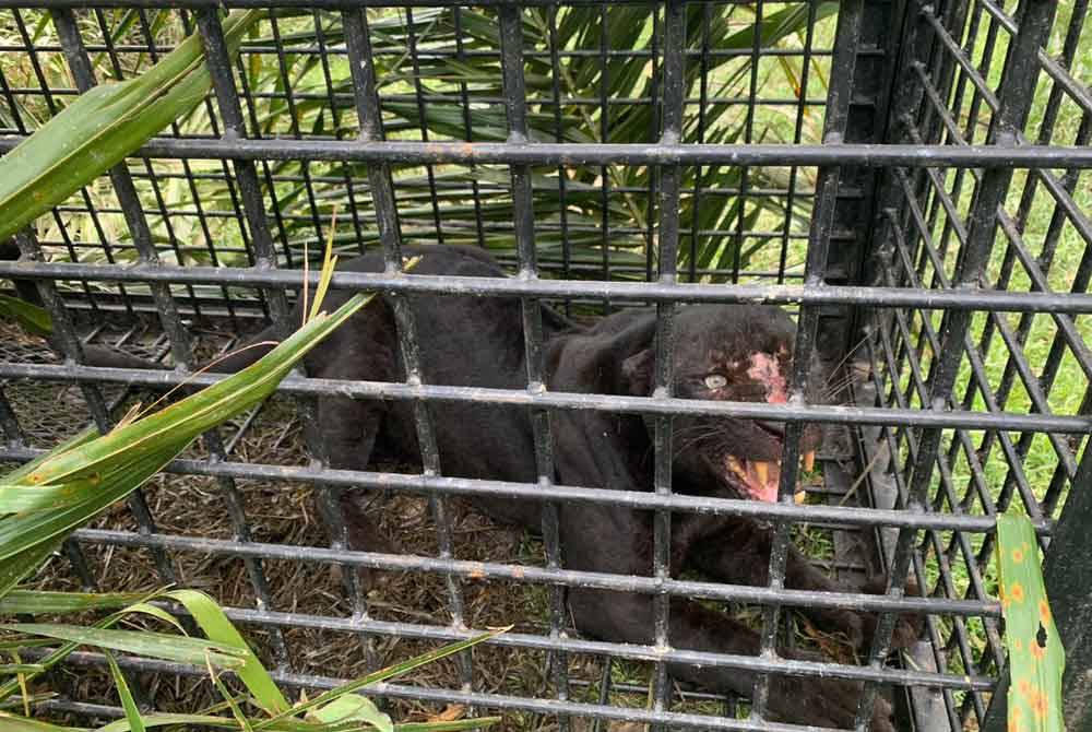 Harimau kumbang yang masuk perangkap di sebuah ladang sawit di Hulu Kemaman pada Selasa. - Foto Perhilitan Terengganu