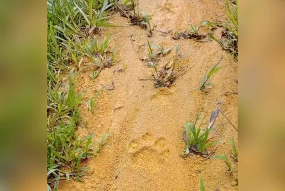 Tapak kaki yang disahkan milik Harimau di Felda Bukit Aping, Kota Tinggi..