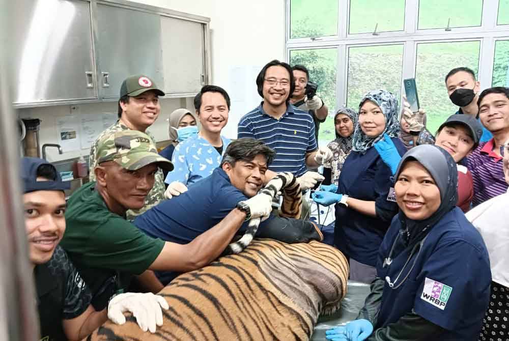 Pasukan WRB Perhilitan menjalankan program pengumpulan semen serta permanian beradas sebagai usaha untuk memulihara Harimau Malaya yang semakin pupus dalam negara.