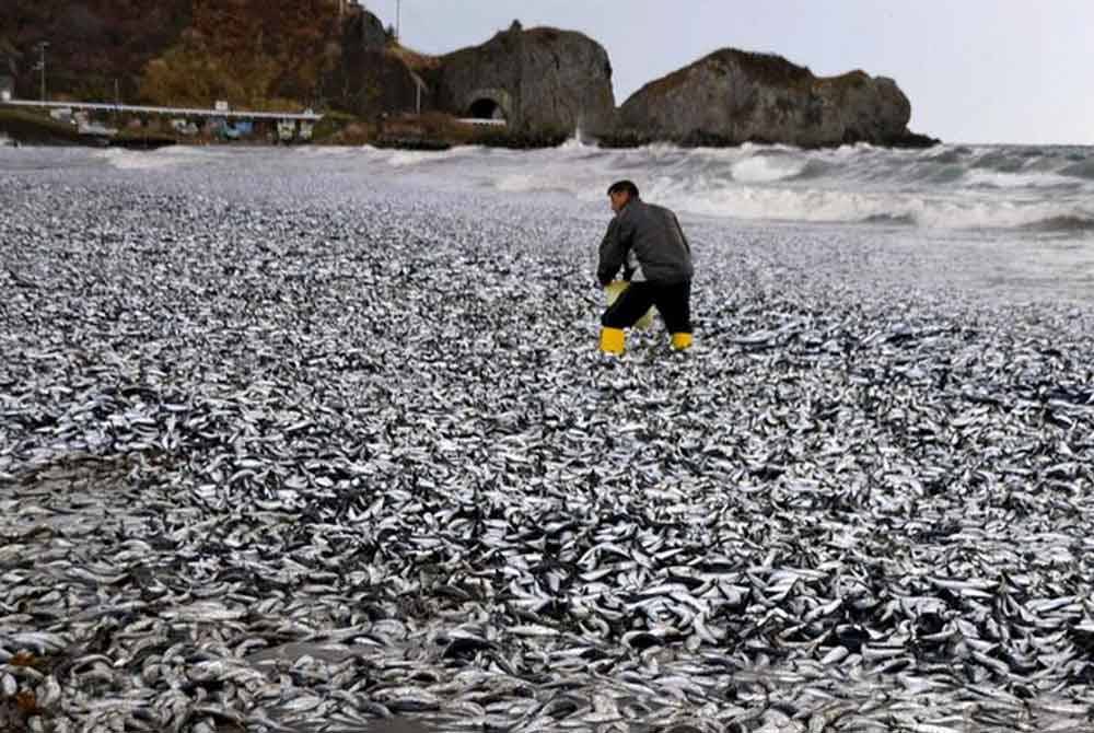 Penduduk tempatan mengutip ikan sardin yang terdampar di sepanjang pantai Hakodate. - Foto Agensi