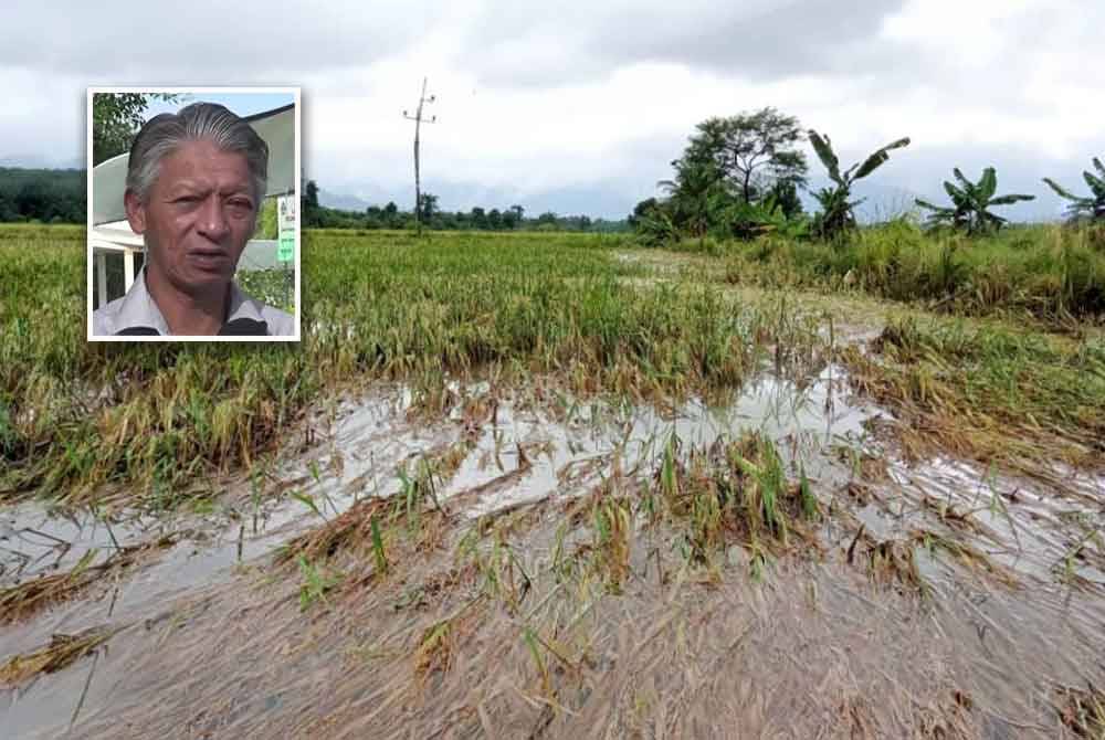 Antara tanaman padi di Besut yang musnah akibat bencana banjir melanda Terengganu pada 20 November lalu. Gambar kecil: Zulkepli