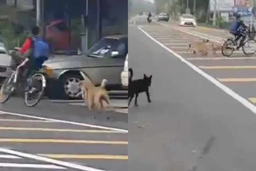 Tangkap layar video tular memaparkan seorang pelajar dikejar anjing liar.