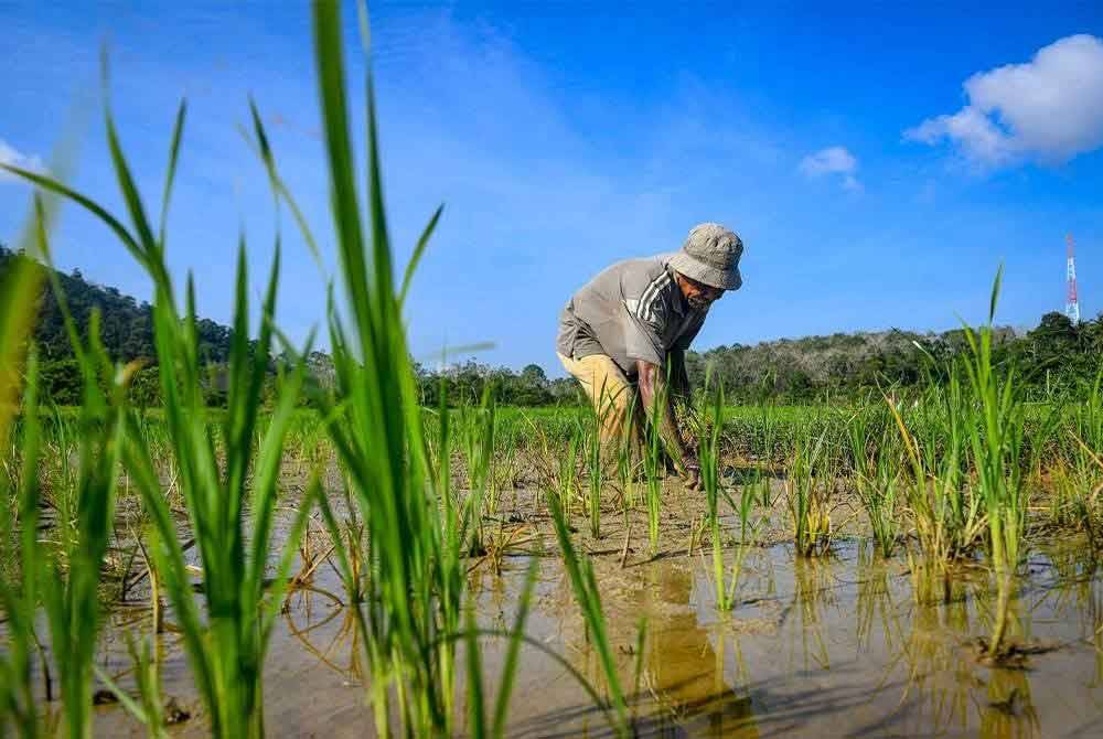 Kerajaan dalam proses memperluas lokasi tanaman padi termasuk di Sabah dan Sarawak. - Gambar hiasan