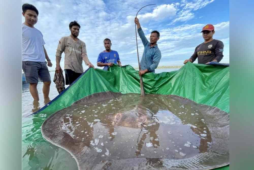 
Seekor ikan pari air tawar seberat 181 kilogram yang berjaya ditangkap di Sungai Mekong, Kemboja. - AFP