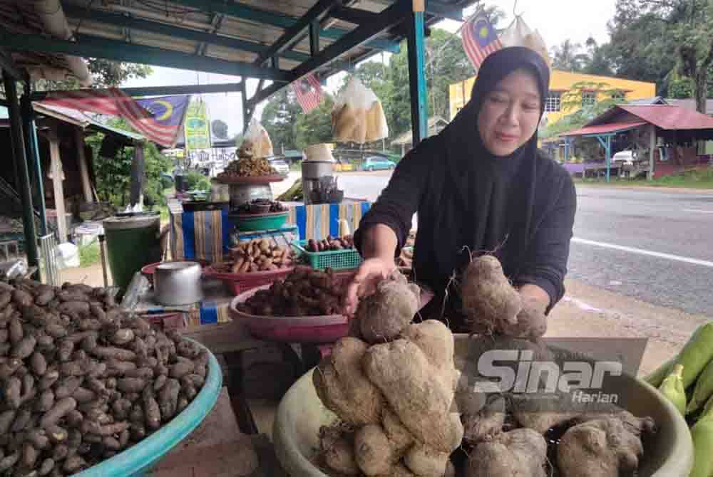 Rozatul Iffah memilih ubi badak untuk dijual kepada pelanggan.