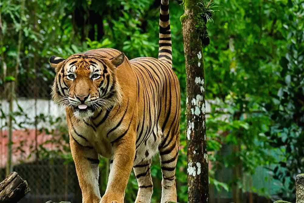 Perhilitan Perak mengesahkan penemuan tapak kaki harimau belang di beberapa lokasi di sekitar Kampung Kolam, Tanjung Rambutan di sini pada Khamis. - Gambar hiasan Bernama