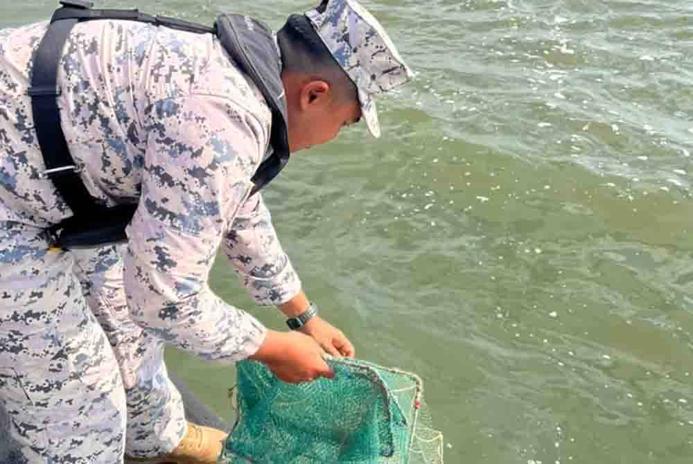 Pegawai Maritim Malaysia merampas bubu naga yang ditemukan dalam rondaan pasukan di perairan Kerian dan Larut Matang. Foto: ihsan Maritim Malaysia