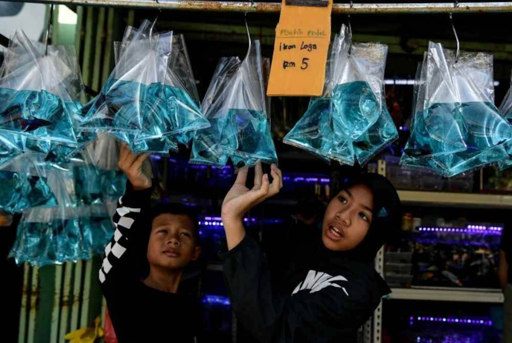 Kebanyakan harga ikan hiasan yang dijual lebih murah antara 20 hingga 30 peratus berbanding lokasi lain. Foto: Bernama 