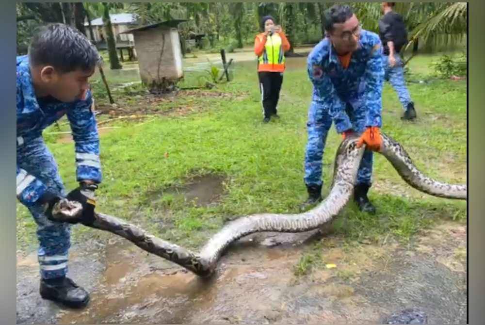 Anggota APM Hulu Terengganu menangkap ular sawa yang berlingkar di dalam reban ayam milik penduduk kampung pada Ahad.