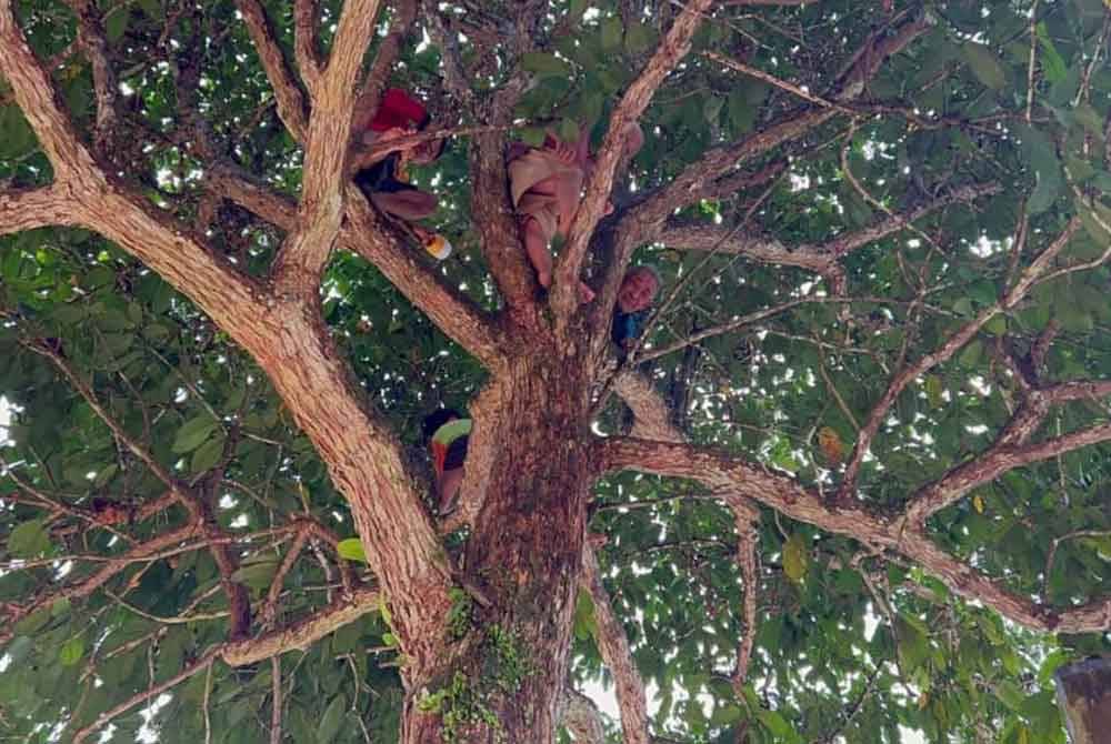 Empat lelaki terperangkap di atas pokok di Pos Blau, Gua Musang selepas kawasan itu ditenggelami banjir pada Isnin.