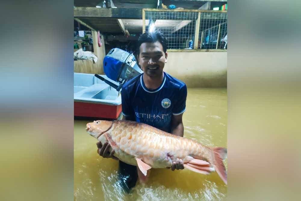 Mohammad Hafifi menunjukkan ikan kelah merah seberat 19 kilogram yang diperoleh dari Sungai Berang di Kampung Pengkalan Ajal, Hulu Terengganu.