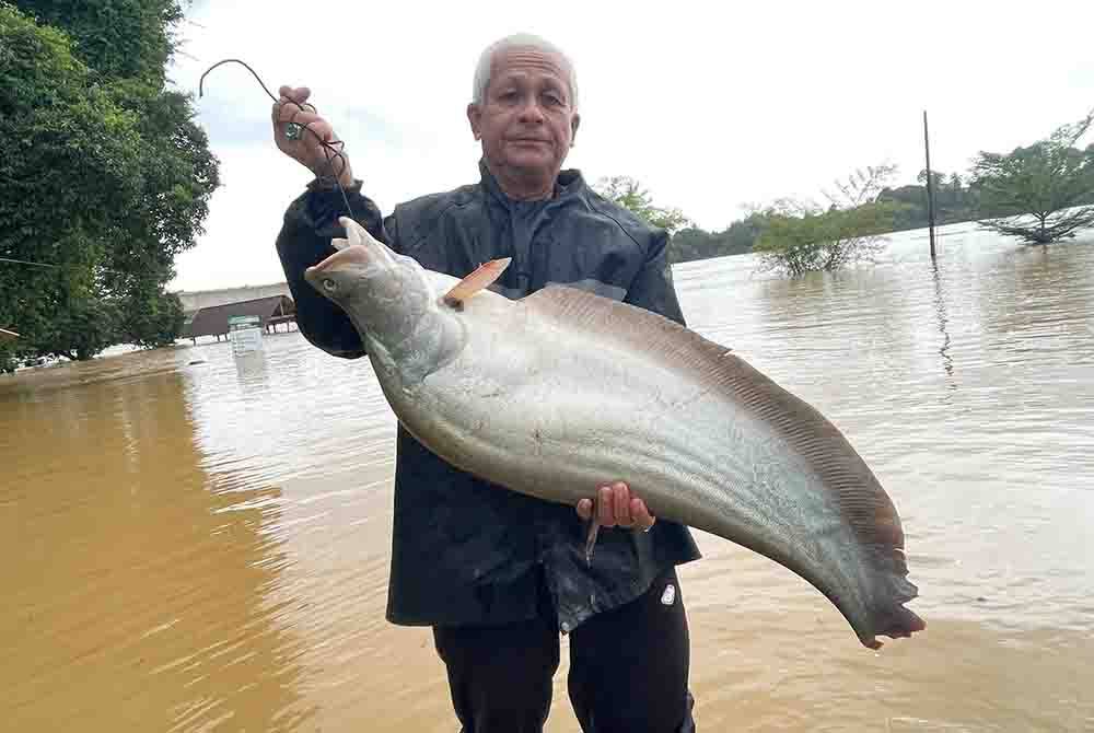 Mohamad menunjukkan ikan belida yang mengena jaring ditahan berdekatan Pengkalan Warisan di Kampung Pulau Manis, Serada di Kuala Terengganu.