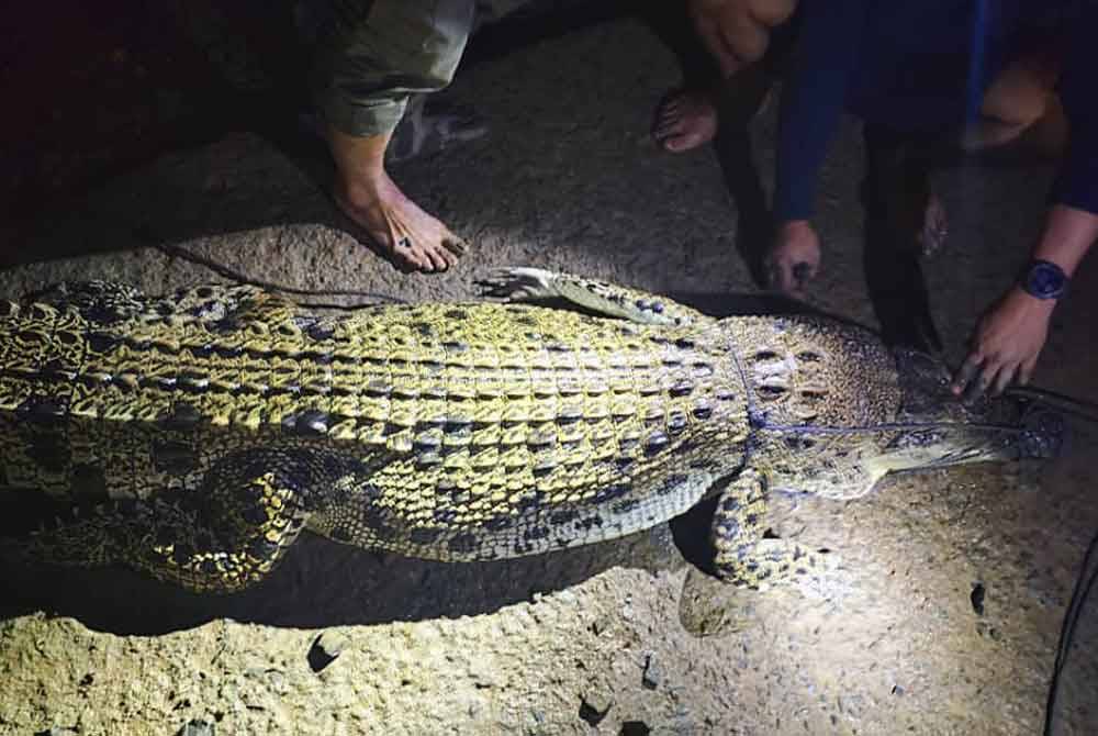 Buaya yang ditembak mati di muara Sungai Batu 5, Tawau.