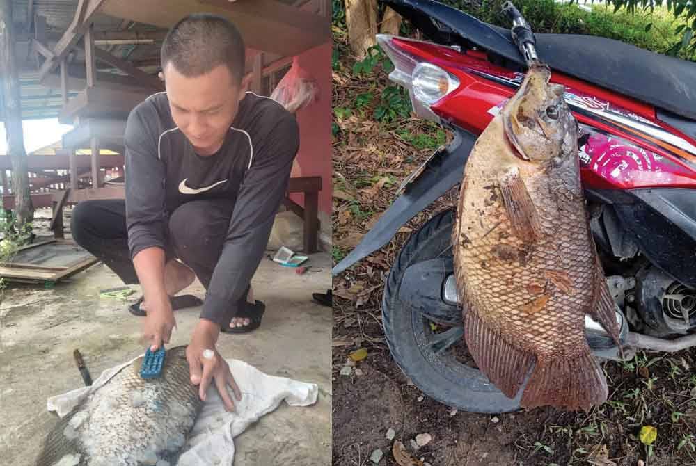 Gambar kiri: Zainal Abidin menyiang ikan kaloi untuk pelanggan (kiri). (Gambar kanan) Ikan kaloi seberat lebih 3kg hasil memancing di Sungai Kubang Panjang.