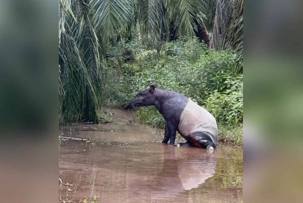 Seekor tapir yang mengalami kecederaan patah kedua-dua kaki belakang ditemui dalam parit di Jalan Parit 16 Sungai Panjang, di sini pada Isnin.