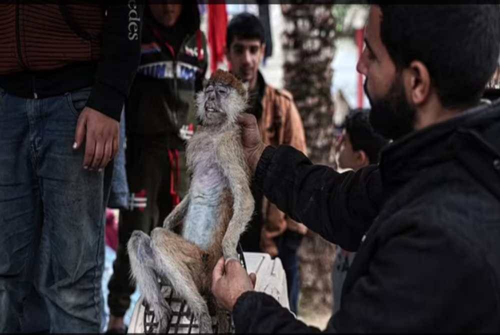 Pekerja zoo menunjukkan seekor monyet yang mati akibat kebuluran. Foto Agensi