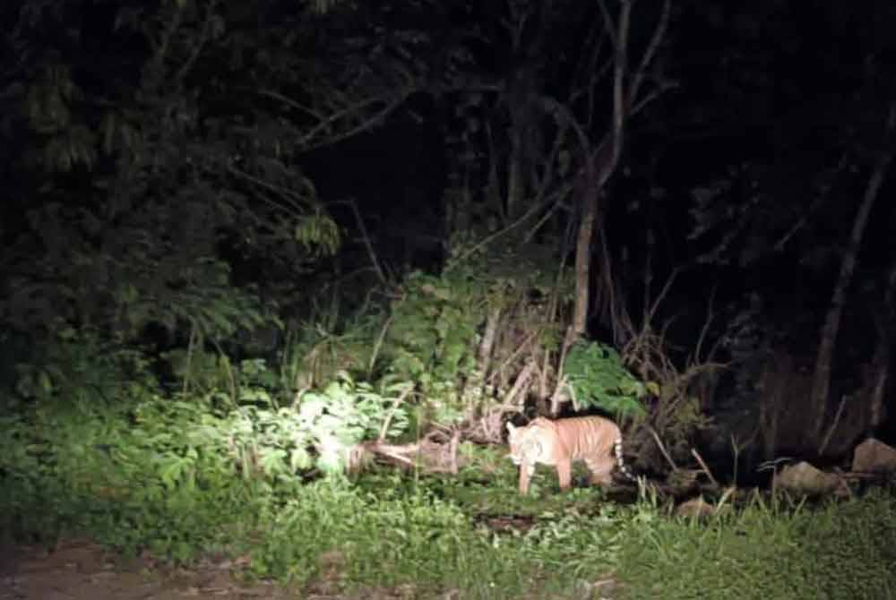 Kelibat harimau belang berkeliaran di kawasan longgokan sampah di kawasan Kampung Kuala Kenering dekat Lenggong sejak Rabu. Foto media sosial