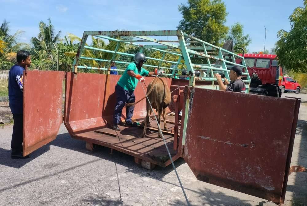 MPSPK menjalankan operasi membabitkan haiwan merayau di beberapa lokasi sekitar bandar Sungai Petani pada Khamis.