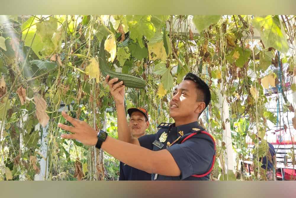 Ahmad Naufal menunjukkan buah petola yang turut ditanam di belakang balai BBP Alor Setar.