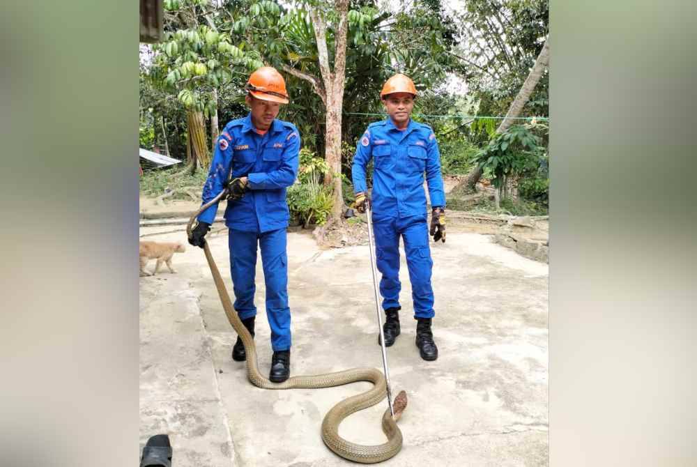 Ular tedung selar atau lebih dikenali sebagai King Cobra sepanjang lima meter berjaya ditangkap anggota APM Baling. Foto APM Baling