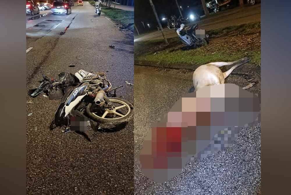 Motosikal mangsa remuk selepas merempuh seekor lembu di tengah jalan.