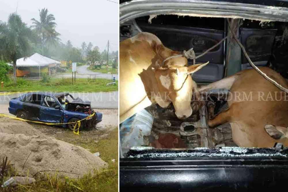 Kenderaan digunakan suspek yang terbabas di tapak pasar malam Mempaga ketika melarikan diri selepas dikejar penternak lembu pada awal pagi Sabtu. - Foto ihsan PDRM Raub (Gambar kanan: Lembu milik pengadu yang ditemui dalam kereta dinaiki suspek)