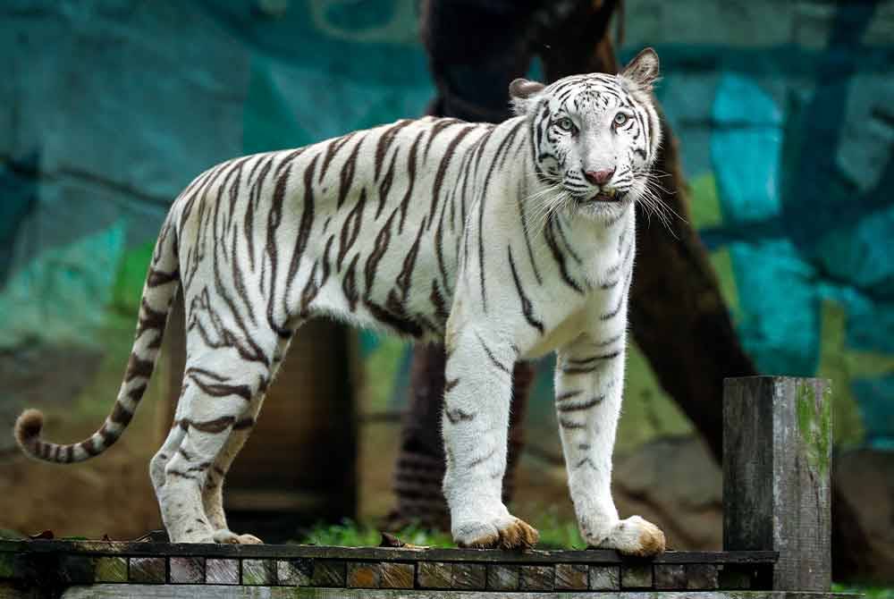 Keadaan semasa harimau bengal putih yang diberi nama Elsa ketika tinjauan di Zoo Melaka. Foto Bernama