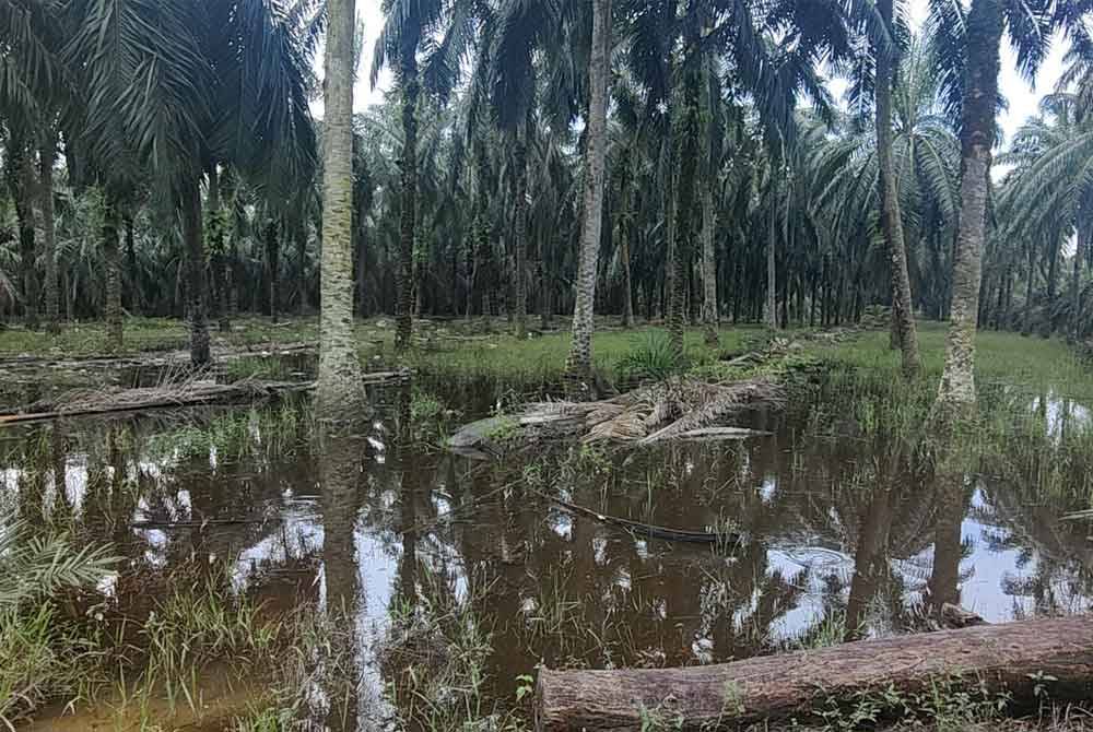 Keadaan kebun kelapa sawit di Kampung Parit Mahang dilanda banjir termenung sejak November tahun lalu.