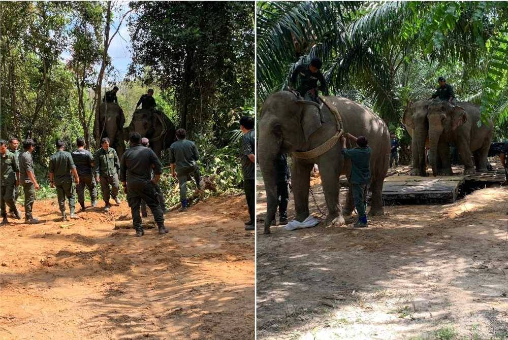 Dua gajah betina yang diberi nama Abot dan Rambai membantu memindahkan seekor gajah jantan liar yang berjaya ditangkap di Pedu, Padang Terap pada Selasa.