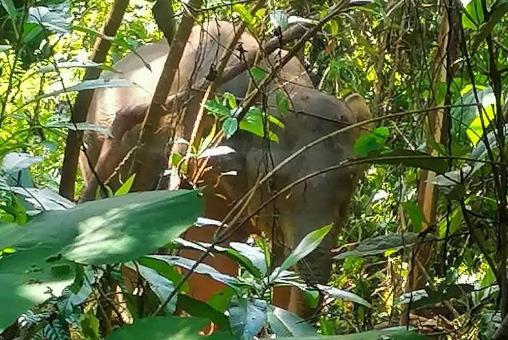 Seekor gajah jantan liar yang mengganggu kebun milik penduduk berjaya ditangkap di Kampung Kalai, Batu Melintang di Jeli pada Khamis.