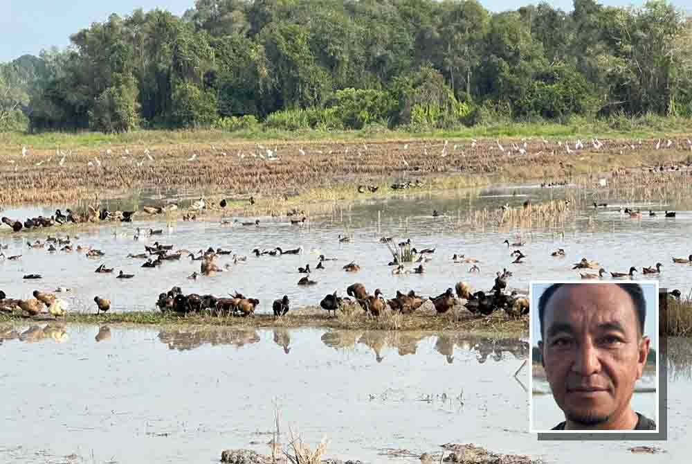 Itik-itik yang dilepaskan di kawasan sawah padi di Kajang Sebidang di Tumpat mendapat makanan semula jadi yang lebih bernutrisi. Gambar Kecil: MAT ZAKI