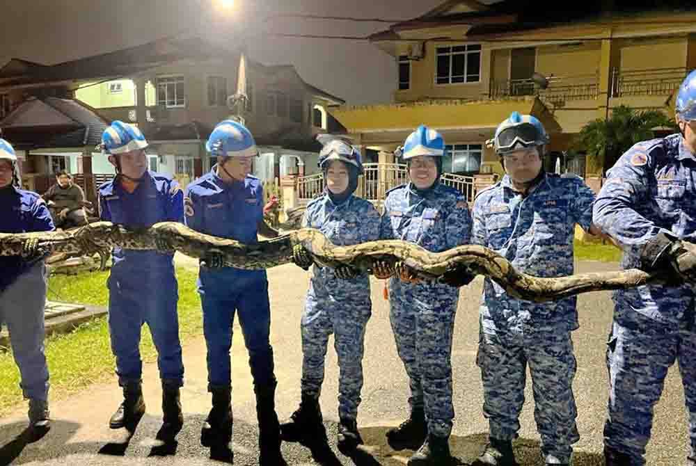 Ular sawa seberat 120 kg dengan panjang kira-kira enam meter dipercayai membaham haiwan peliharaan penduduk di tangkap di kawasan parit dekat Kampung Gong Awang Lib, di Kuala Nerus.