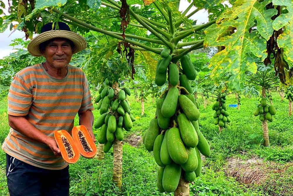 Bapa kepada tujuh orang anak di Kampung Lepah, Selising, Pasir Puteh tidak pernah menjangkakan tanaman betik yang diusahakannya sebagai hobi mampu memberikan pulang lumayan sehingga mencecah RM20,000 sebulan.