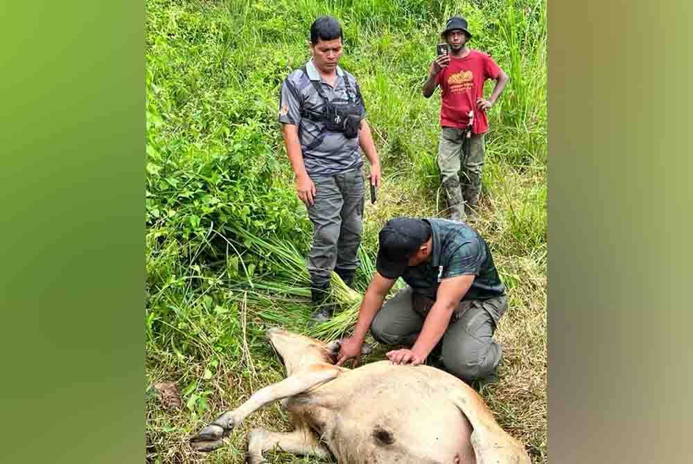 Kakitangan Perhilitan melakukan pemeriksaan pada bangkai lembu yang diserang harimau belang di Kampung Pahit Dalam, Gerik. Foto ihsan pembaca