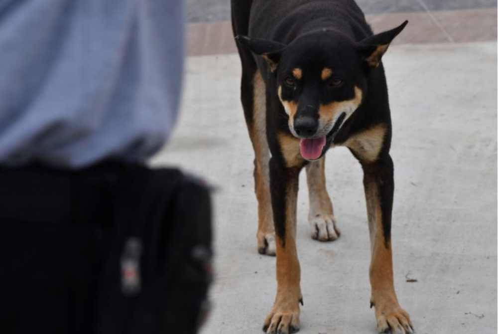 Sarawak mengisytiharkan Kuching dan Bintulu sebagai kawasan jangkitan rabies mulai Selasa. Foto Bernama