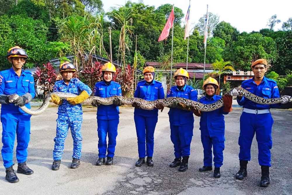 Anggota APM Pasir Mas mengambil masa selama 20 minit untuk mengeluarkan reptilia terbabit dari reban tersebut.