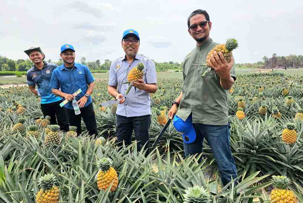 Sheikh Umar (kanan) menunjukkan nanas yang ditanam di ladang.