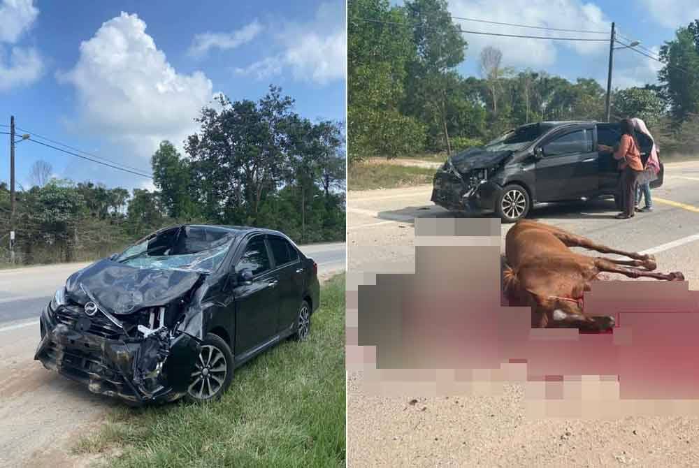 Kereta mangsa mengalami kerosakan teruk akibat dilanggar kuda yang masuk ke tengah jalan secara tiba-tiba. Foto Facebook Shamsuri Shamsudi