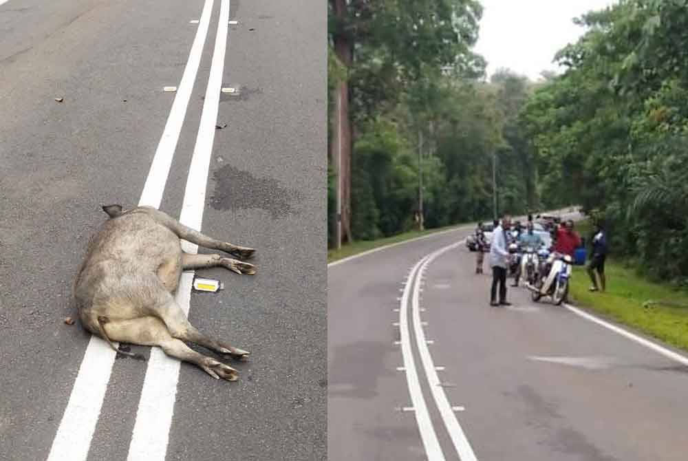 Seorang operator dron maut selepas motosikal ditunggang melanggar seekor babi hutan di Kilometer 7.3 berhampiran Kampung Rokan di sini pada Sabtu.