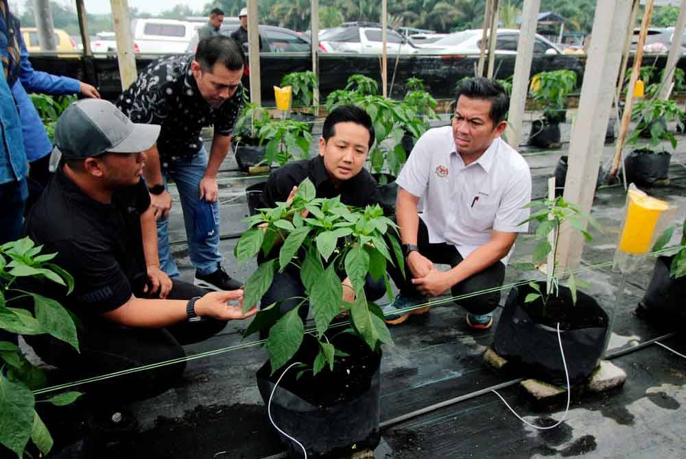 Timbalan Menteri Pertanian dan Keterjaminan Makanan, Datuk Arthur Joseph Kurup (dua dari kanan) bersama Ahli Parlimen Paya Besar, Datuk Mohd Shahar Abdullah (kanan) meninjau hasil tanaman ketika melawat projek tanaman terung dan cili fertigasi di Felda Sungai Panching Selatan pada Program Tinjauan Mesra Sentuhan Agro Madani Peringkat Parlimen Paya Besar, pada Sabtu. Foto Bernama