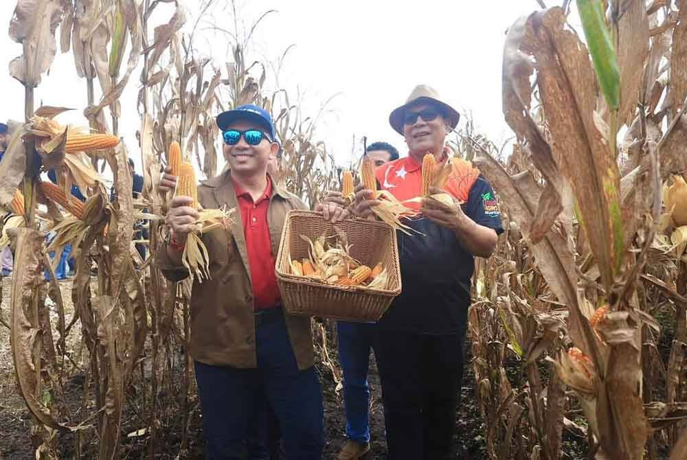 Izham (kanan) menunjukkan hasil tanaman jagung bijian di ladang Kuala Langat baru-baru ini.