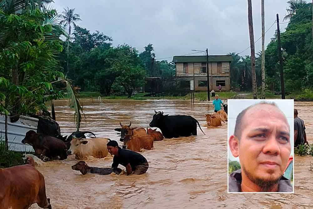 Azhar mengalihkan 60 ekor lembu dari kandang miliknya di Kampung Bukit Denau, di sini pada Khamis. Gambar kecil: Azhar