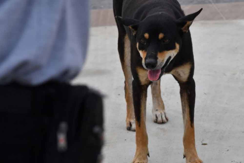 Sarawak mencatatkan tiga lagi kes kematian baharu akibat wabak rabies dengan dua daripadanya berlaku di Kuching dan satu di Bintulu.