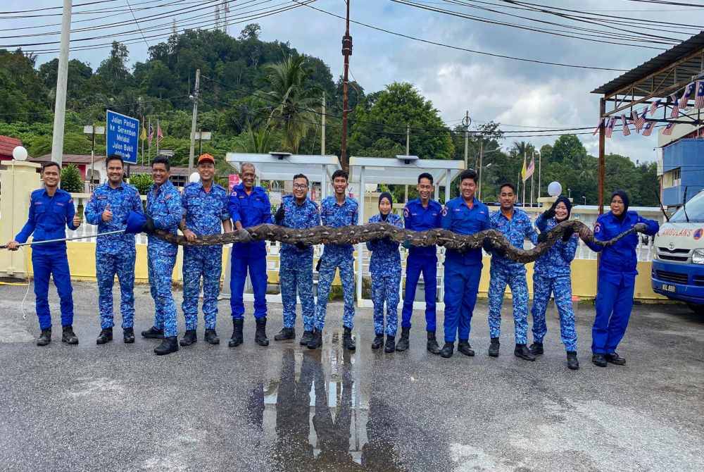 Ular sawa batik sepanjang 120kg berjaya ditangkap APM.