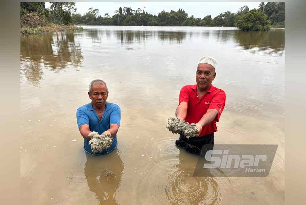 Yakob (kiri) dan Che Azlan (kanan) menunjukkan tanah selut yang tinggal di bendang di Kampung Teras. Foto SINAR HARIAN