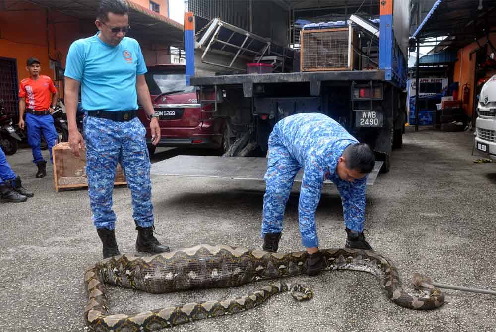 Pegawai Pertahanan Daerah Besut, Kapt (PA) Ramlan Ros Wahid (kiri) melihat anggotanya mengangkat ular sawa yang kekenyangan setelah menelan seekor kambing.