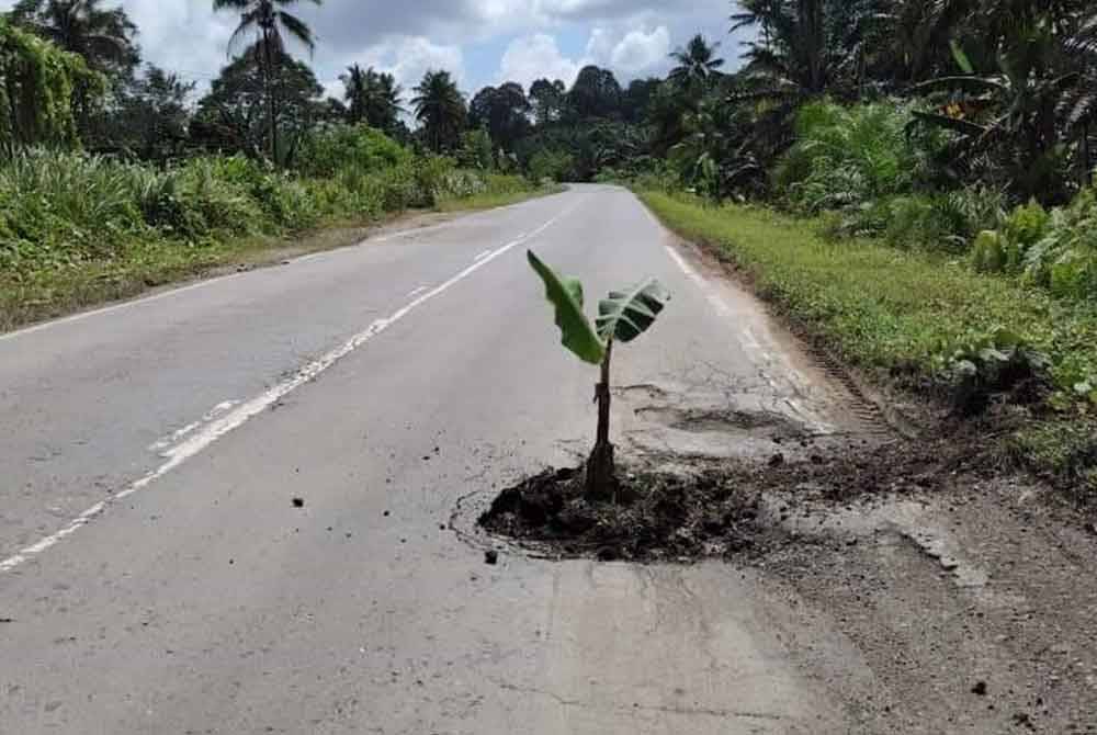 Tular di media sosial yang memaparkan jalan raya di antara Kilometer 117-118 Sandakan ke Lahad Datu yang berlubang ditanam pokok pisang.