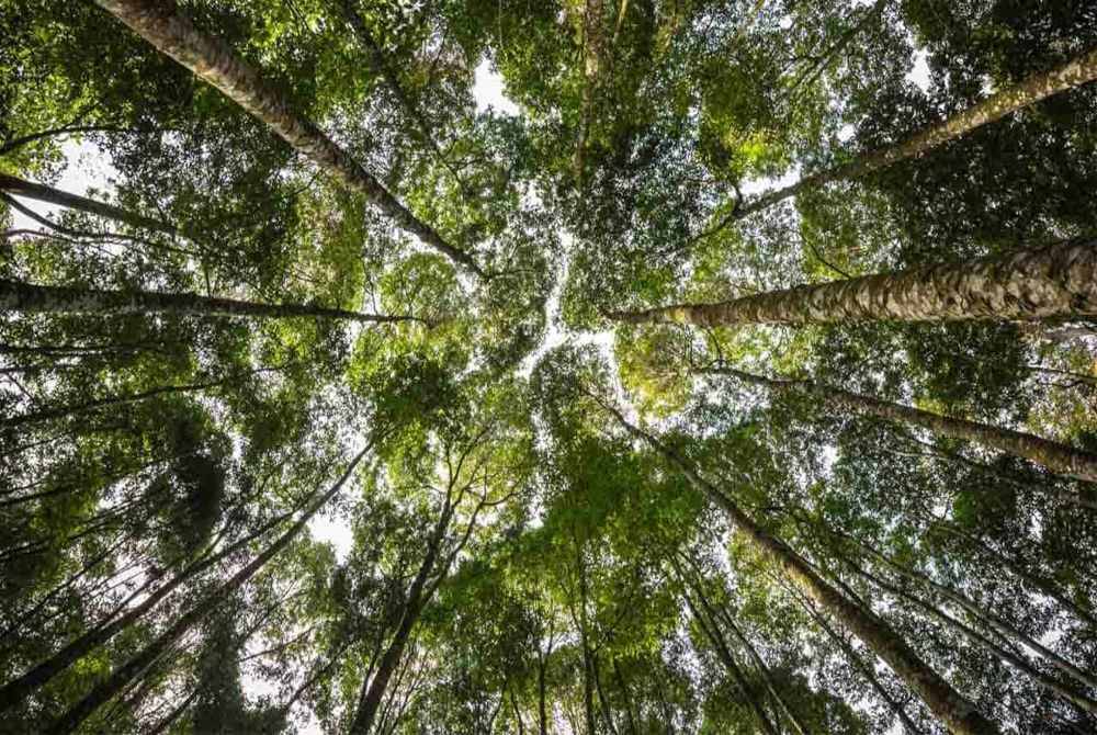 Malaysia hantar pencalonan Tapak FRIM Forest Park Selangor sebagai Tapak Warisan Dunia UNESCO. Foto Tourism Selangor