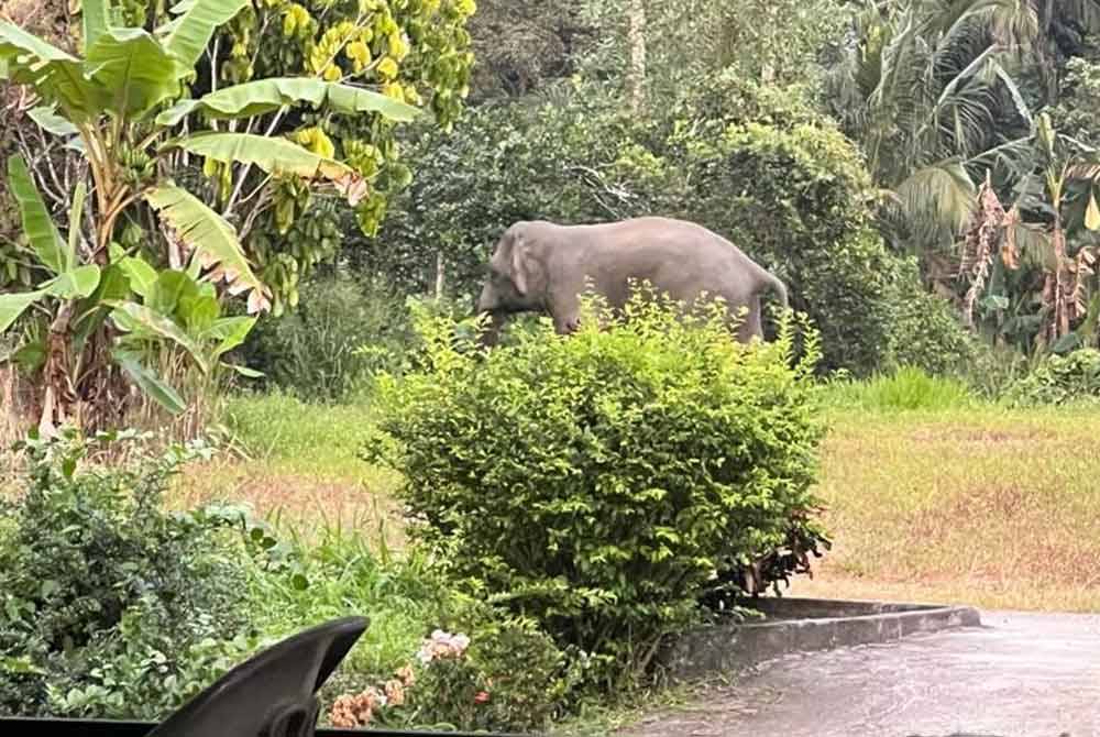 Gajah yang bekeliaran berhampiran kawasan penempatan penduduk.